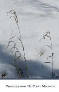 Frozen Wheat
